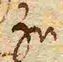 Wort31