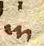Wort62