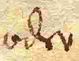 Wort67