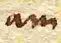 Wort88