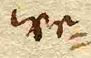 Wort102