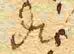 Wort142